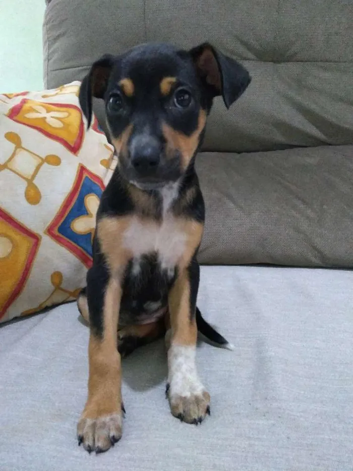 Cachorro raça Viralata idade Abaixo de 2 meses nome Não possuem nome 