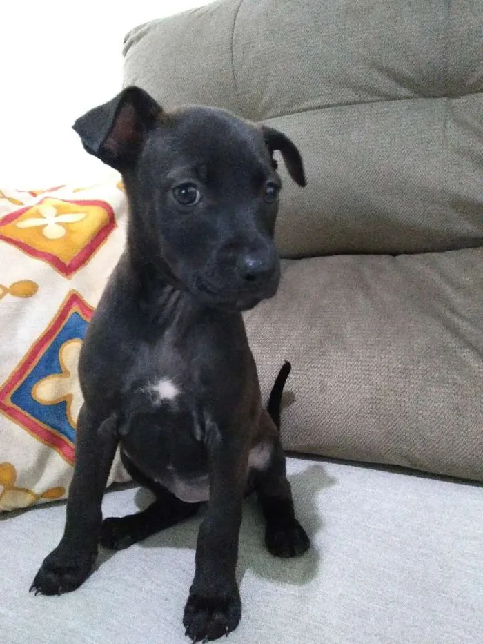 Cachorro raça Viralata idade Abaixo de 2 meses nome Não possuem nome 