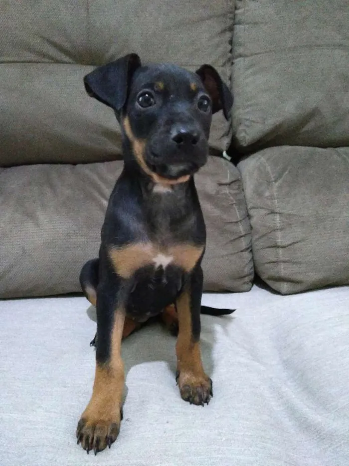 Cachorro raça Viralata idade Abaixo de 2 meses nome Não possuem nome 