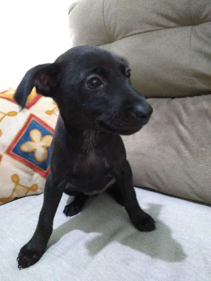 Cachorro raça Viralata idade Abaixo de 2 meses nome Não possuem nome 