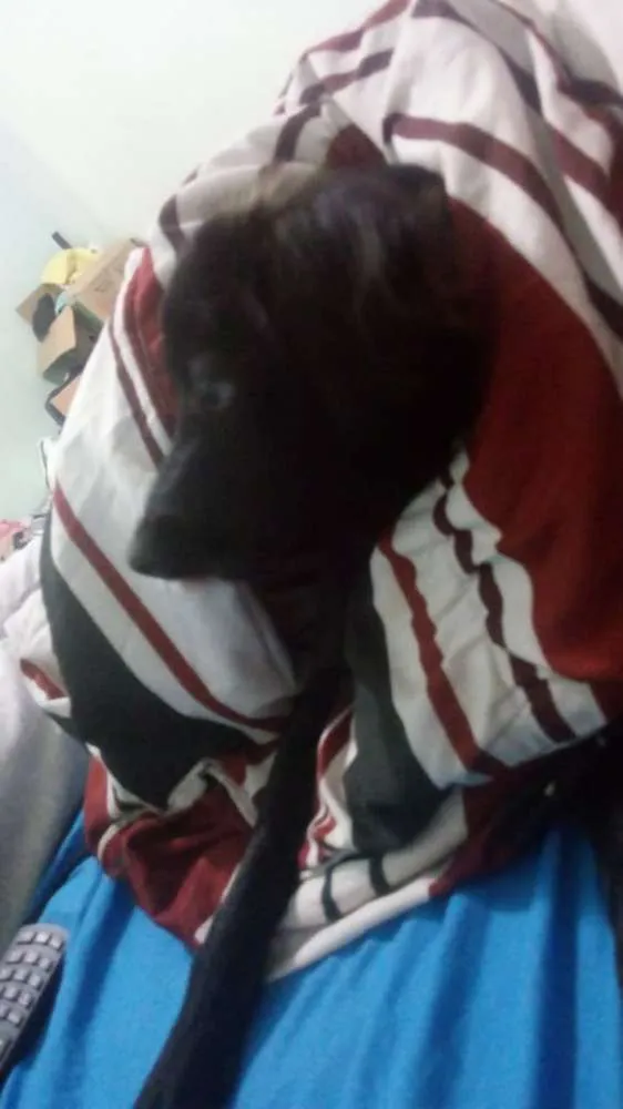 Cachorro ra a  idade 1 ano nome Lionel 