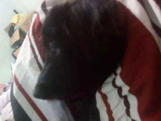 Cachorro ra a  idade 1 ano nome Lionel 