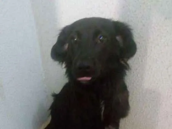 Cachorro ra a  idade 1 ano nome Lionel 