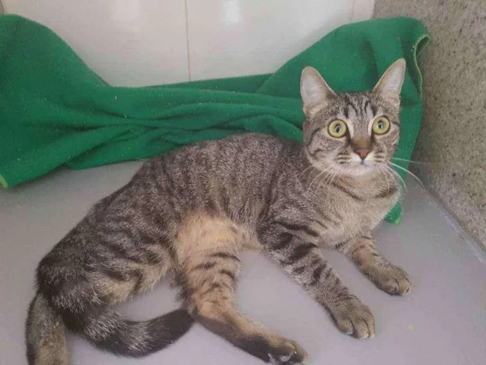 Gato ra a sem raca definida idade 2 a 6 meses nome Julieta