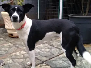 Cachorro raça Srd idade 7 a 11 meses nome Susy