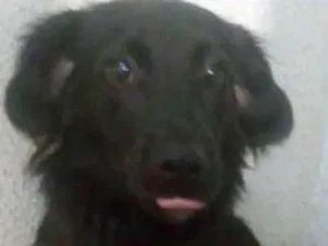 Cachorro raça  idade 1 ano nome Lionel 