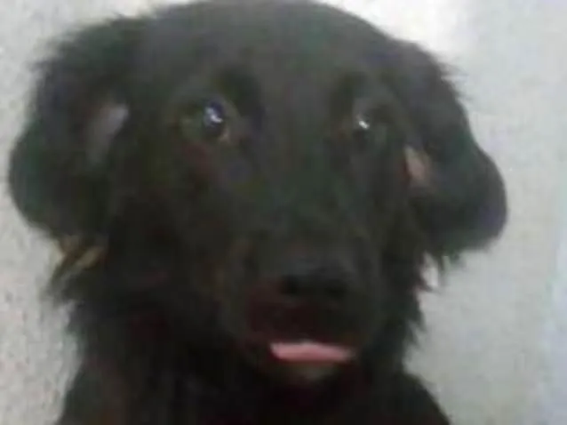 Cachorro ra a  idade 1 ano nome Lionel 