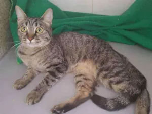 Gato raça sem raca definida idade 2 a 6 meses nome Julieta