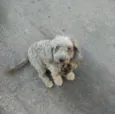 Princesa 