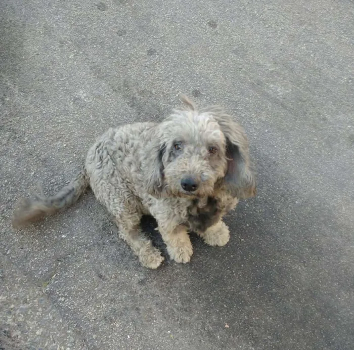 Cachorro ra a Poodle idade 5 anos nome Princesa 