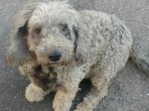 Cachorro raça Poodle idade 5 anos nome Princesa 