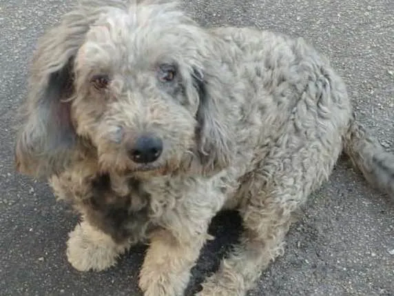 Cachorro ra a Poodle idade 5 anos nome Princesa 