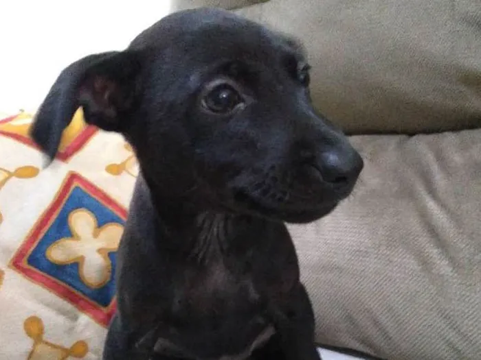 Cachorro raça Viralata idade Abaixo de 2 meses nome Não possuem nome 
