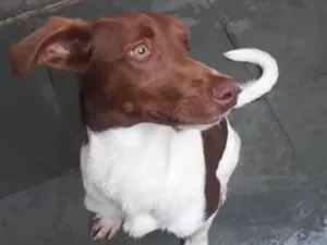 Cachorro raça srd idade 2 a 6 meses nome Marley