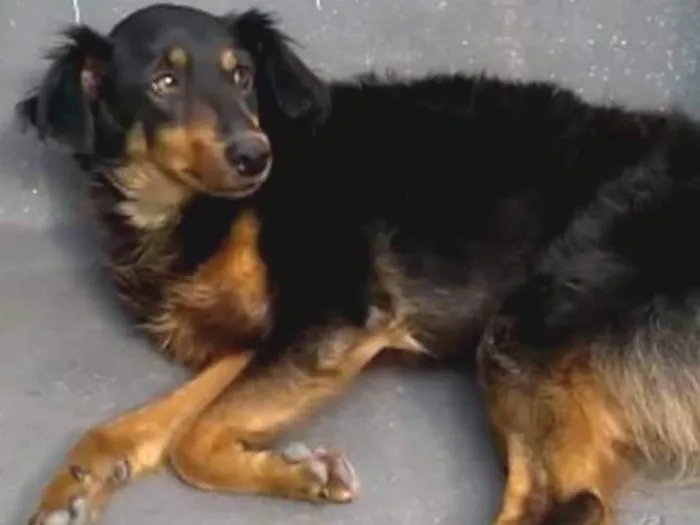 Cachorro ra a srd idade 2 anos nome Pretinha