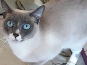 Gato raça SRD idade 1 ano nome Baby 