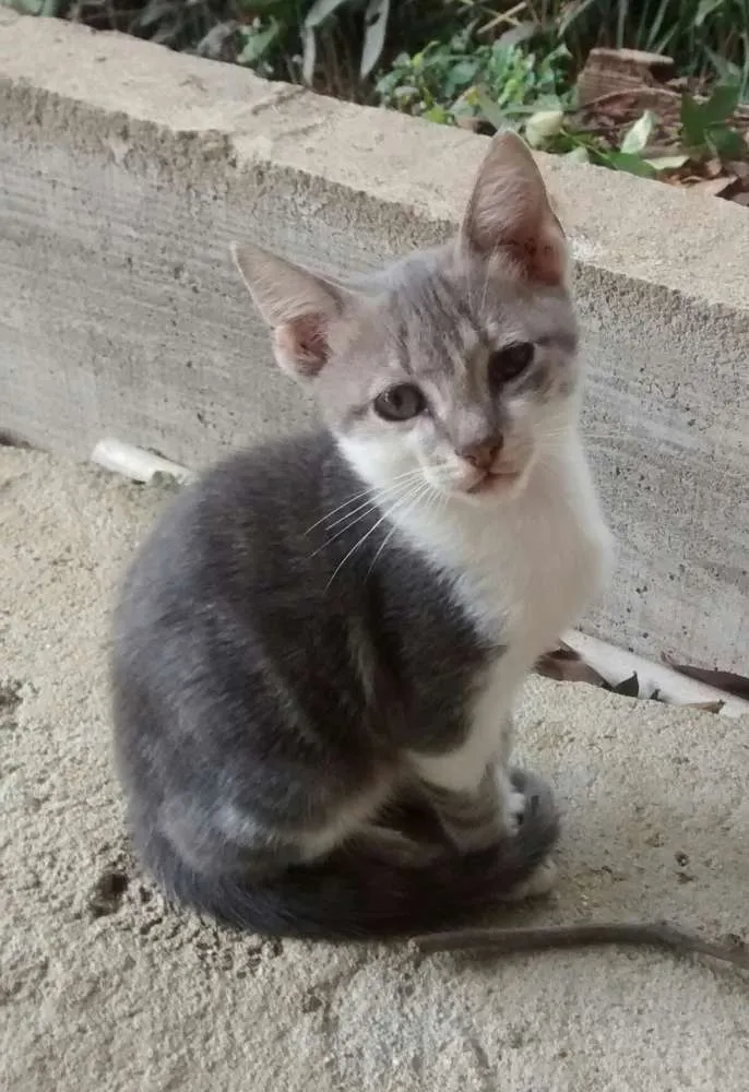 Gato ra a Vira lata idade 7 a 11 meses nome Cinzinha