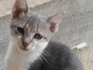 Gato raça Vira lata idade 7 a 11 meses nome Cinzinha