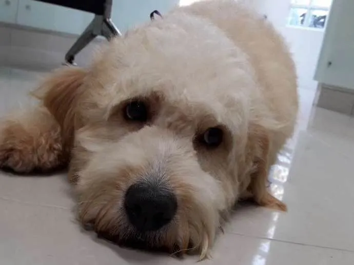 Cachorro ra a Poodle idade 1 ano nome Bob
