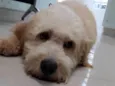 Bob