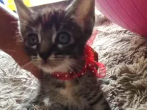 Gato raça  idade Abaixo de 2 meses nome Jade