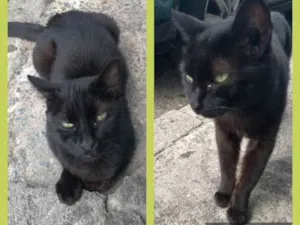 Gato raça SRD idade 2 a 6 meses nome Gatinha Preta