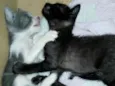 Gatinhos