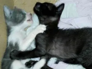 Gato raça  idade Abaixo de 2 meses nome Gatinhos