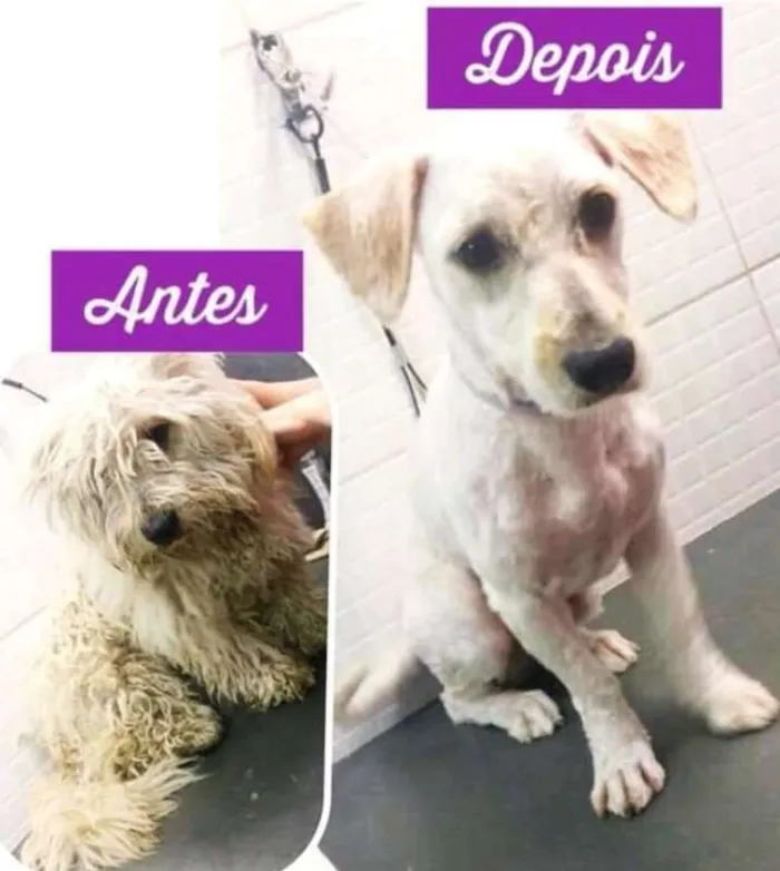 Cachorro ra a  idade 1 ano nome Charles