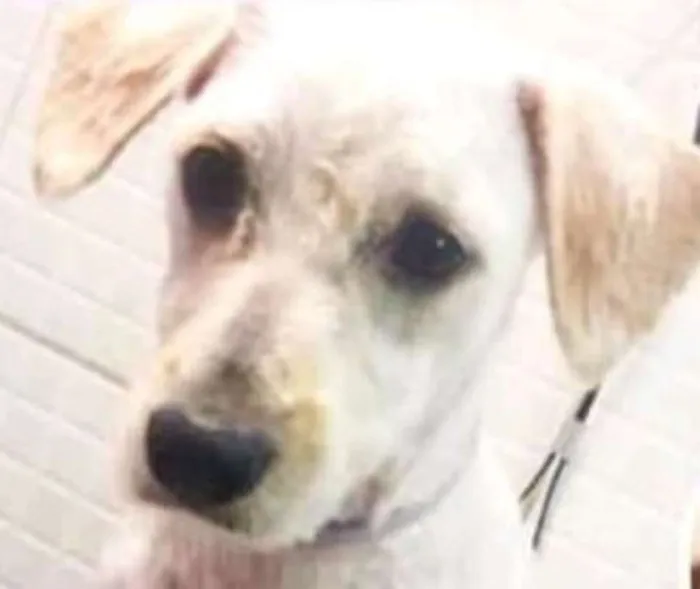 Cachorro ra a  idade 1 ano nome Charles