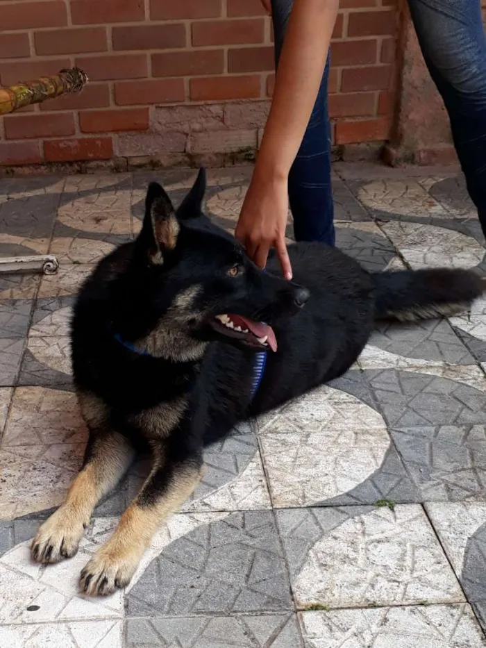 Cachorro ra a SRD idade 7 a 11 meses nome Lobinho