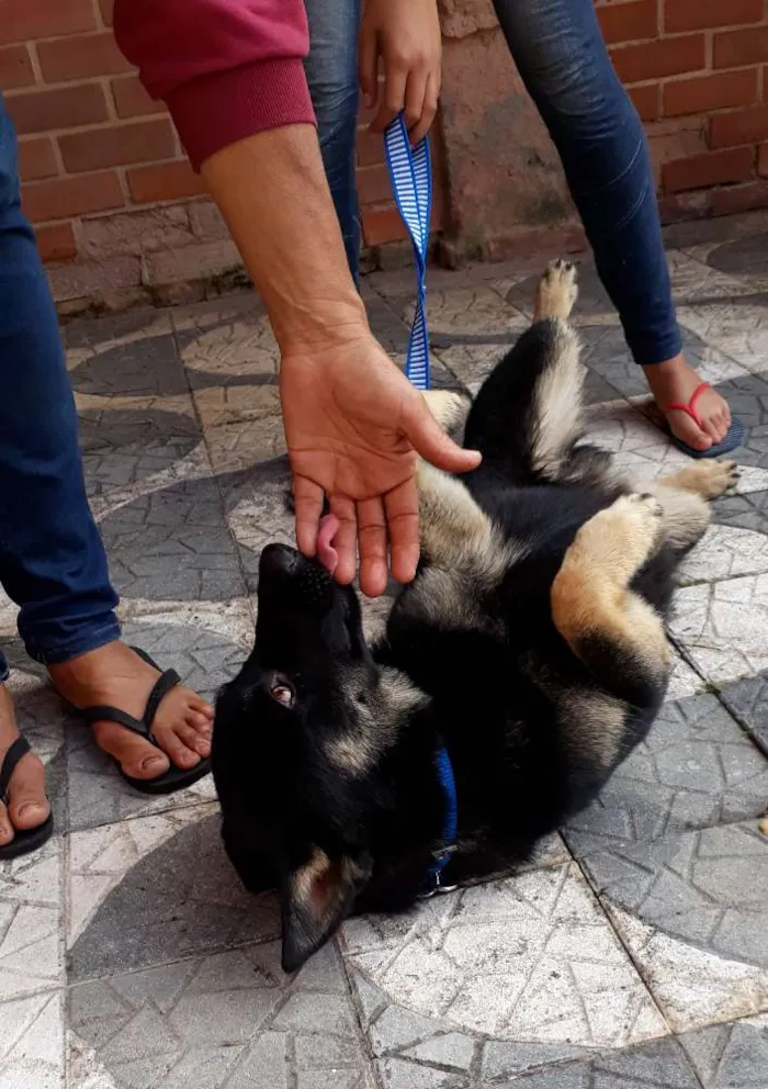 Cachorro ra a SRD idade 7 a 11 meses nome Lobinho