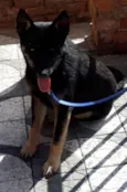Lobinho