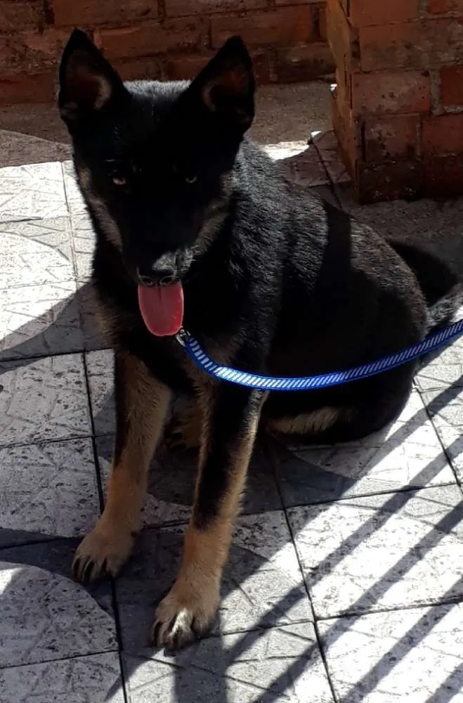 Cachorro ra a SRD idade 7 a 11 meses nome Lobinho