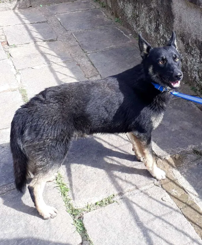 Cachorro ra a SRD idade 7 a 11 meses nome Lobinho