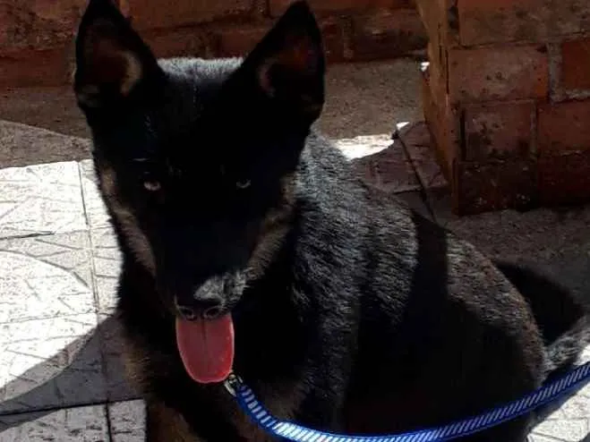 Cachorro ra a SRD idade 7 a 11 meses nome Lobinho