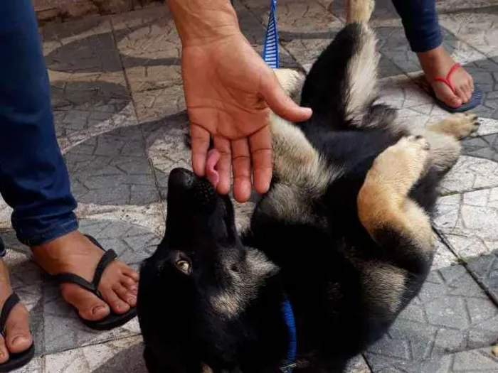 Cachorro ra a SRD idade 7 a 11 meses nome Lobinho