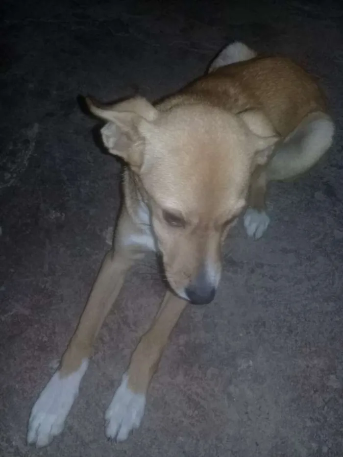 Cachorro ra a Vira lata idade 7 a 11 meses nome Thor