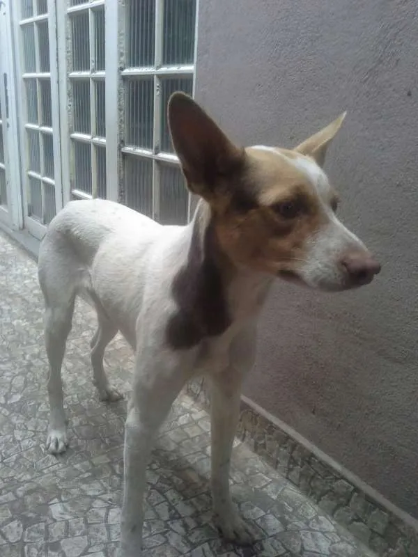 Cachorro ra a SRD idade  nome branca olhos claros