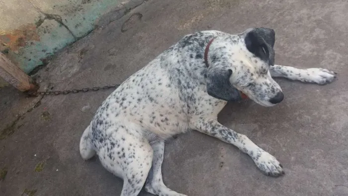 Cachorro ra a vira lata idade 5 anos nome nina