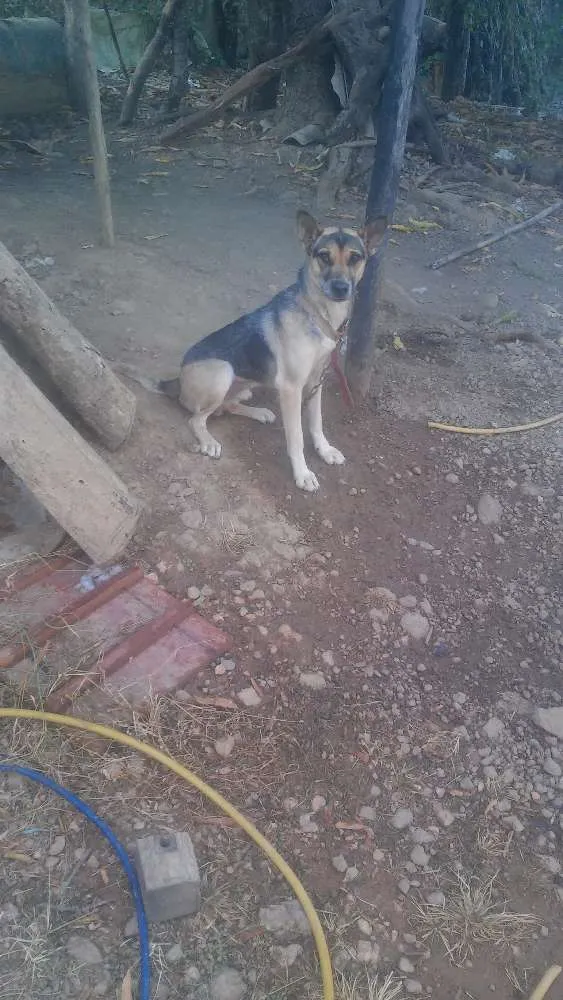 Cachorro ra a Vira lata idade 2 anos nome Capitão