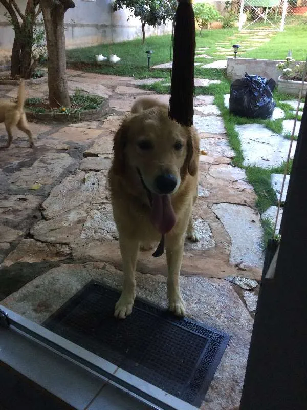 Cachorro ra a Golden retriever idade 2 anos nome BILy e NAla