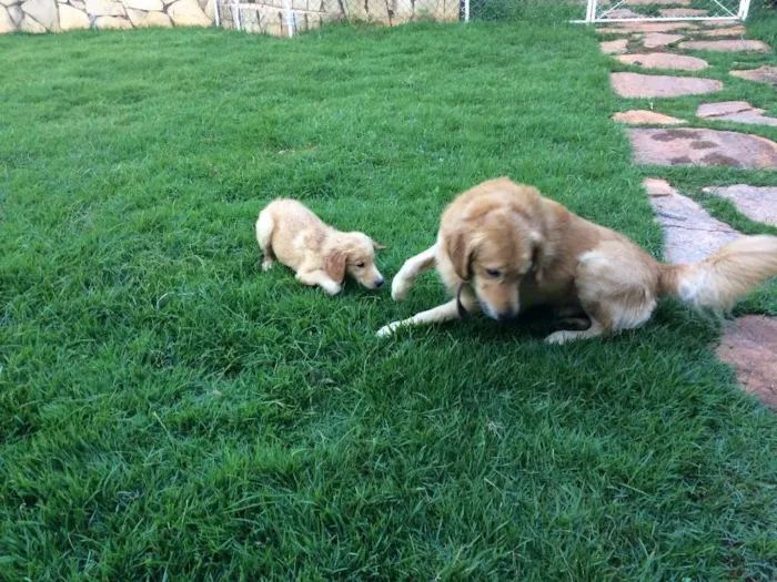 Cachorro ra a Golden retriever idade 2 anos nome BILy e NAla