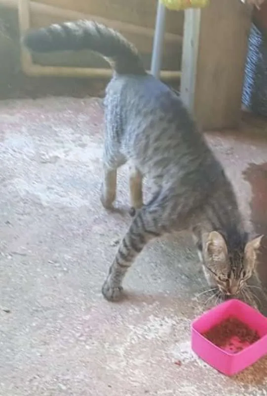Gato raça  idade 1 ano nome não tem nome