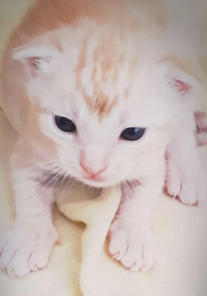 Gato ra a Indefinida idade  nome Sem nome