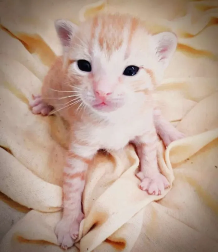 Gato ra a Indefinida idade  nome Sem nome