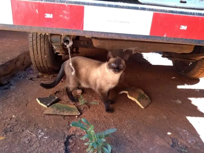 Gato ra a Vira-lata idade 4 anos nome Não tem nome