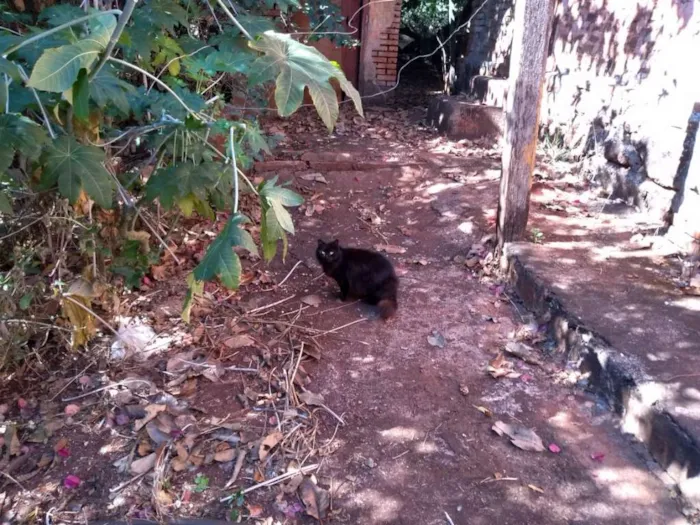 Gato ra a Vira-lata idade 4 anos nome Não tem nome