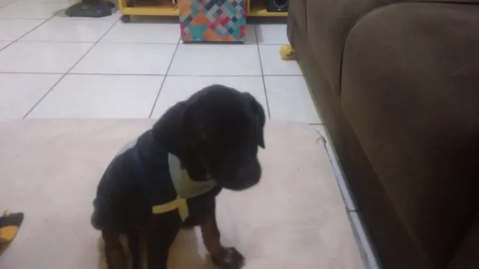 Cachorro ra a Sem raça definida idade 2 a 6 meses nome Fred