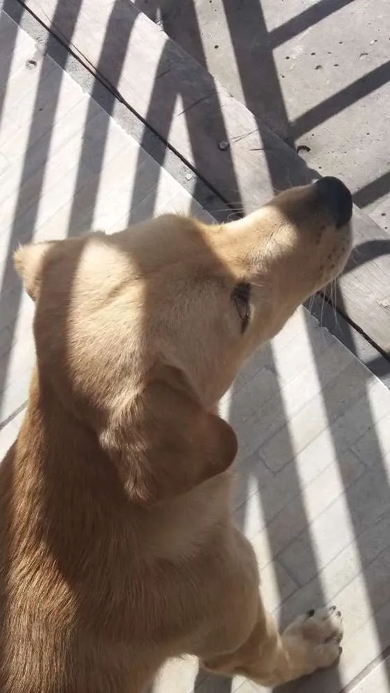 Cachorro ra a Labrador com RND idade 7 a 11 meses nome Marley